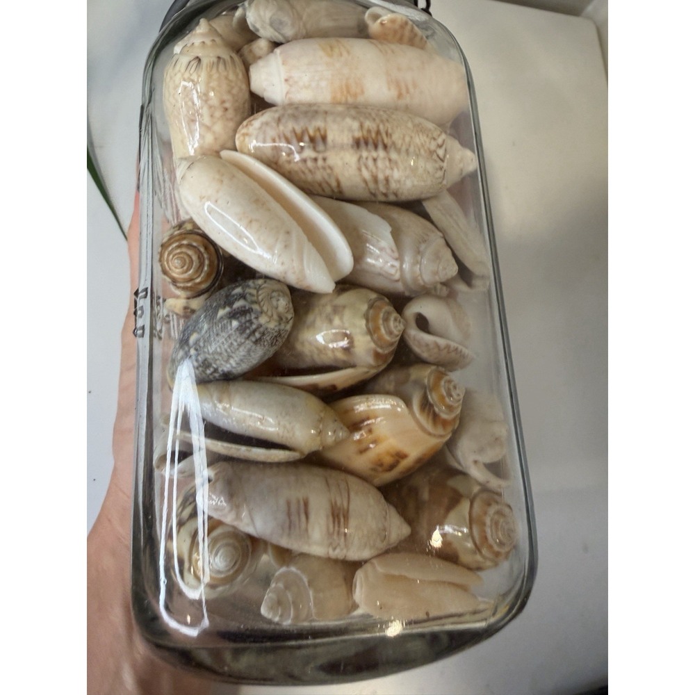 Vintage Wire Bail Glass Canning Jar Full of Olive Sea Shells Coastal Decor 7.5" - Picture 7 of 7